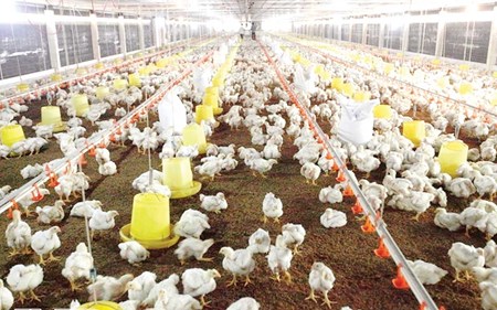 Khắc phục sự cố mất điện cho trang trại bằng máy phát điện công nghiệp